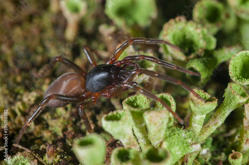 Dysderidae spider