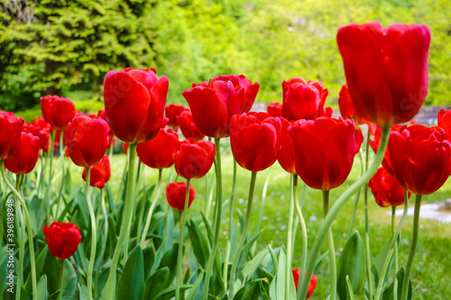 Tulip flower with green leaf background in tulip field for postcard beauty decoration and agriculture concept design.