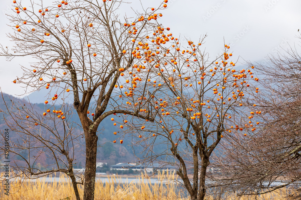 Obraz premium たくさんの柿がなった湖畔の柿の木