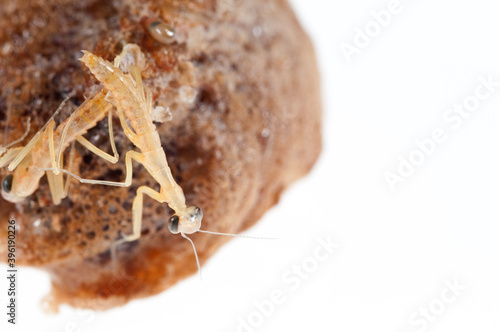 Birth of european common mantis (Mantis religiosa) juveniles from the ootheca, Tuscany, Italy.