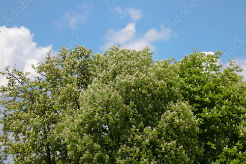 Blooming tree against the blue sky with clouds  nature background.