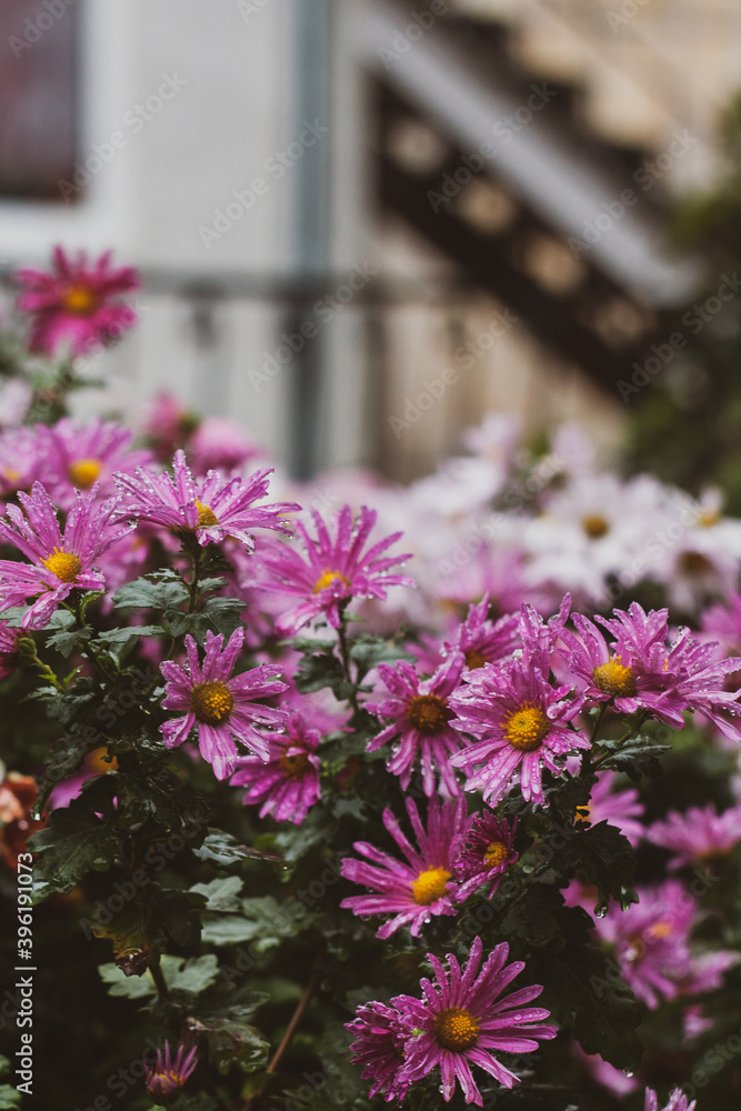 Obraz premium Chrysanthemum flowers after rain in a flower bed near the house. Autumn chrysanthemums after rain. Gardening.