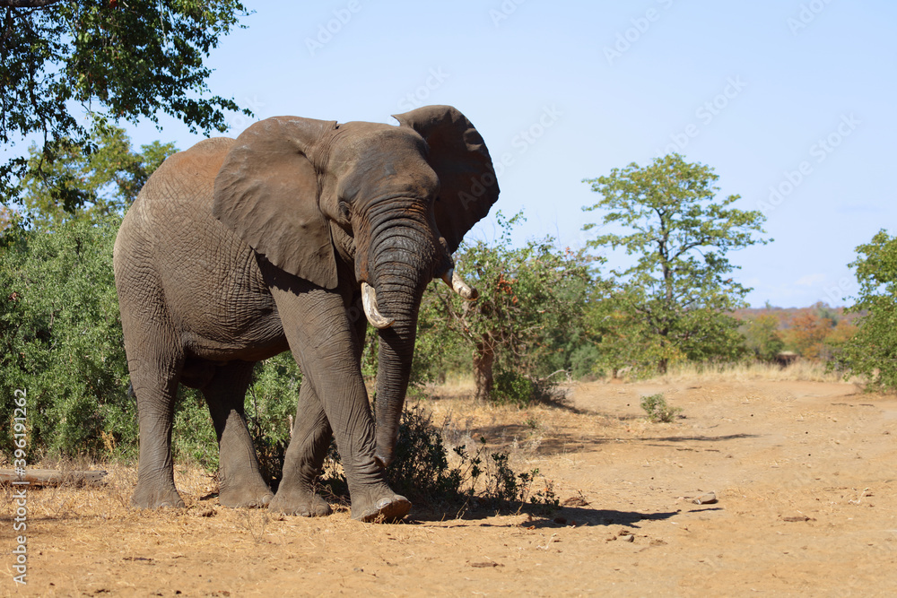 Obraz premium Afrikanischer Elefant / African elephant / Loxodonta africana