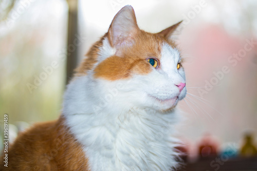 Orange and white cat side view © billtster