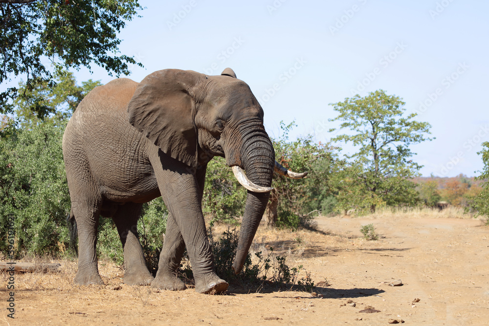 Obraz premium Afrikanischer Elefant / African elephant / Loxodonta africana