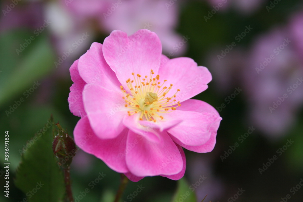 Flores Flores