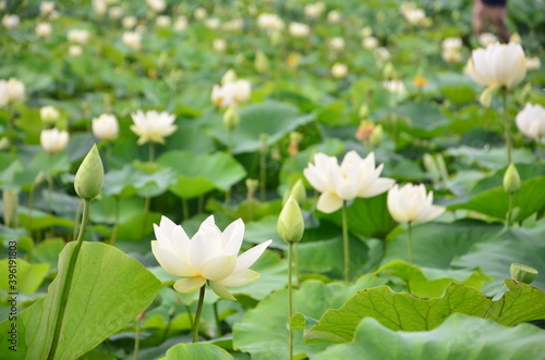 white lotus flower