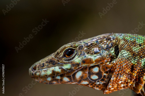 Italian wall lizard (Podarcis muralis) portrait, Apennine mountains, Italy.