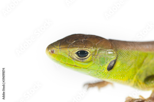 Western green lizard (Lacerta bilineata) juvenile on white background, Italy.