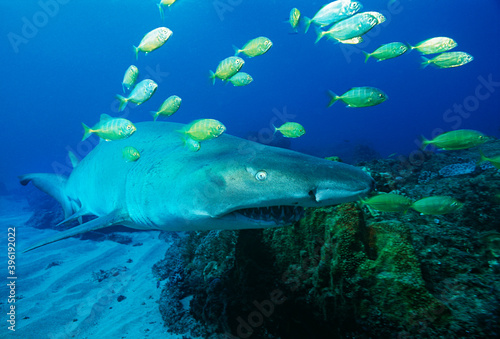 Underwater sealife images