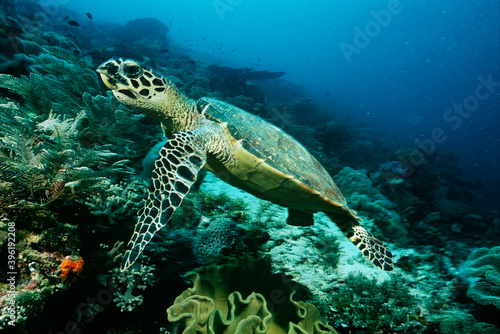 Underwater sealife images © moodboard