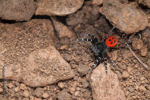Ladybird spider (Eresus sp.) male, Italy.