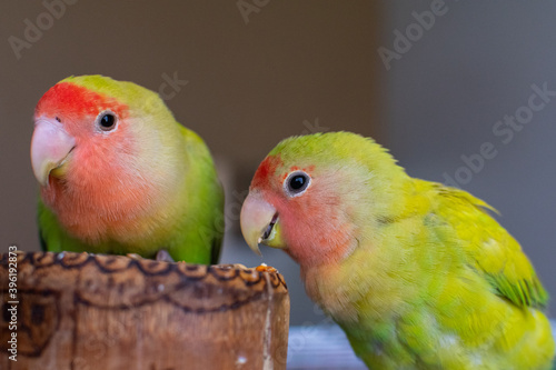 A couple of a beautiful lovebird eating birdseed with selective focus  photo