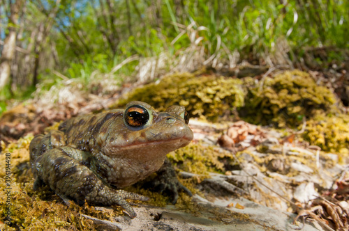 Common toad (Bufo bufo) in its habitat in the Ligurian Appennines, Italy.