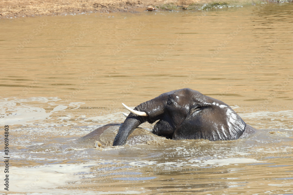 Fototapeta premium Afrikanischer Elefant im Mphongolo River/ African elephant in Mphongolo River / Loxodonta africana.