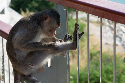 Photography Injured monkey sitting alone and depressed