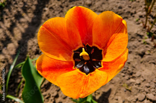 Top view on a beautiful orange tulip. Nature background.