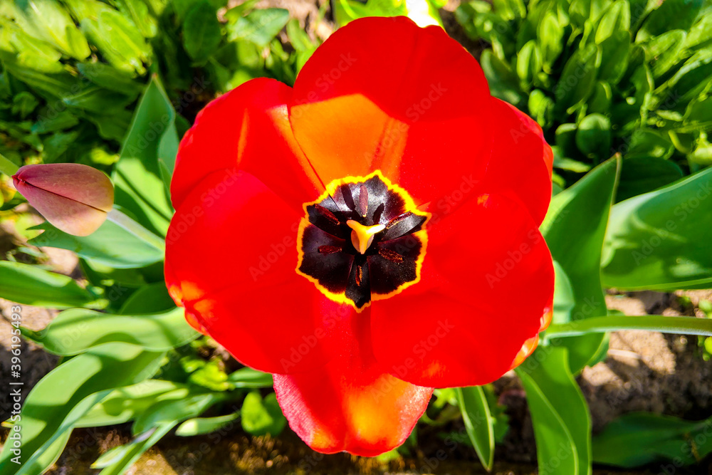 Closeup top view on red tulip in spring or summer, nature background. Closeup top view on red tulip in spring or summer, nature background.