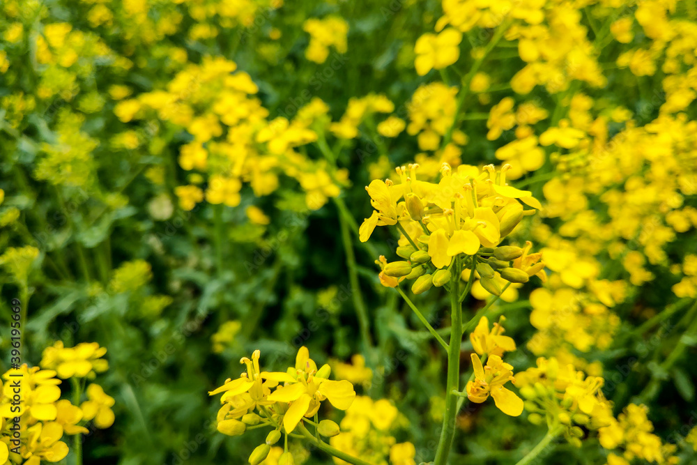 Rapeseed field, blooming canola flowers close up. Bright yellow rapeseed oil.