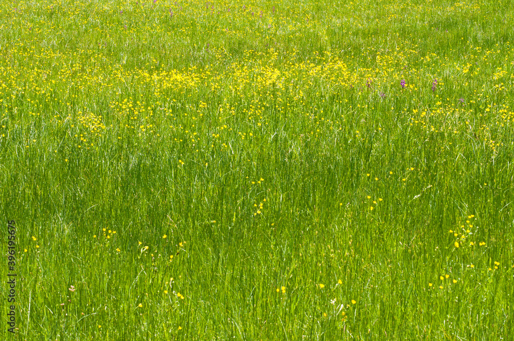 A meadow with green-winged orchid (Anacamptis morio), Italy.