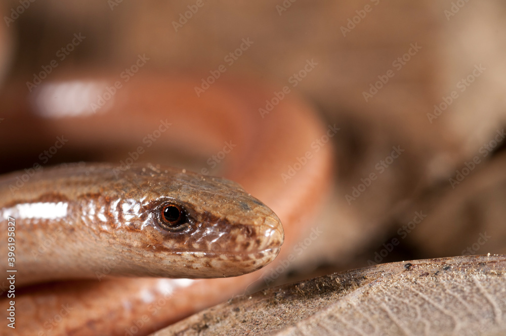 Fototapeta premium Portrait of a blindworm (Anguis veronensis), Liguria, Italy.