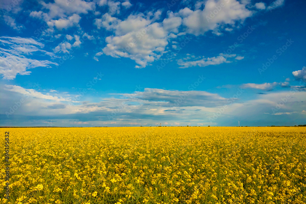 Flowers of oil in rapeseed field with blue sky and clouds.