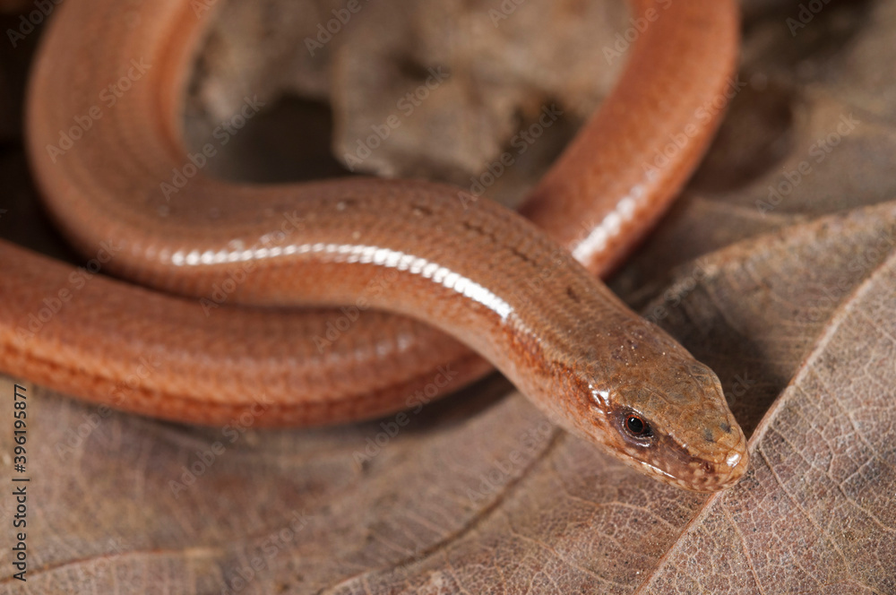 Fototapeta premium Portrait of a blindworm (Anguis veronensis), Liguria, Italy.