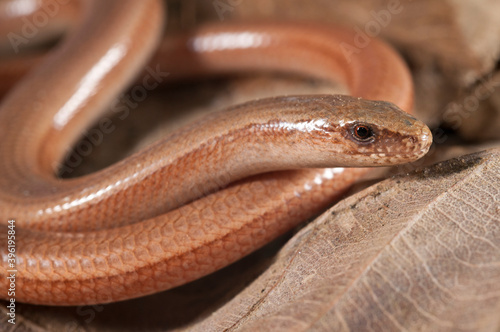 Portrait of a blindworm (Anguis veronensis), Liguria, Italy.