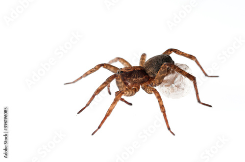 Wolf spider (Trochosa sp.) on white background, Italy.