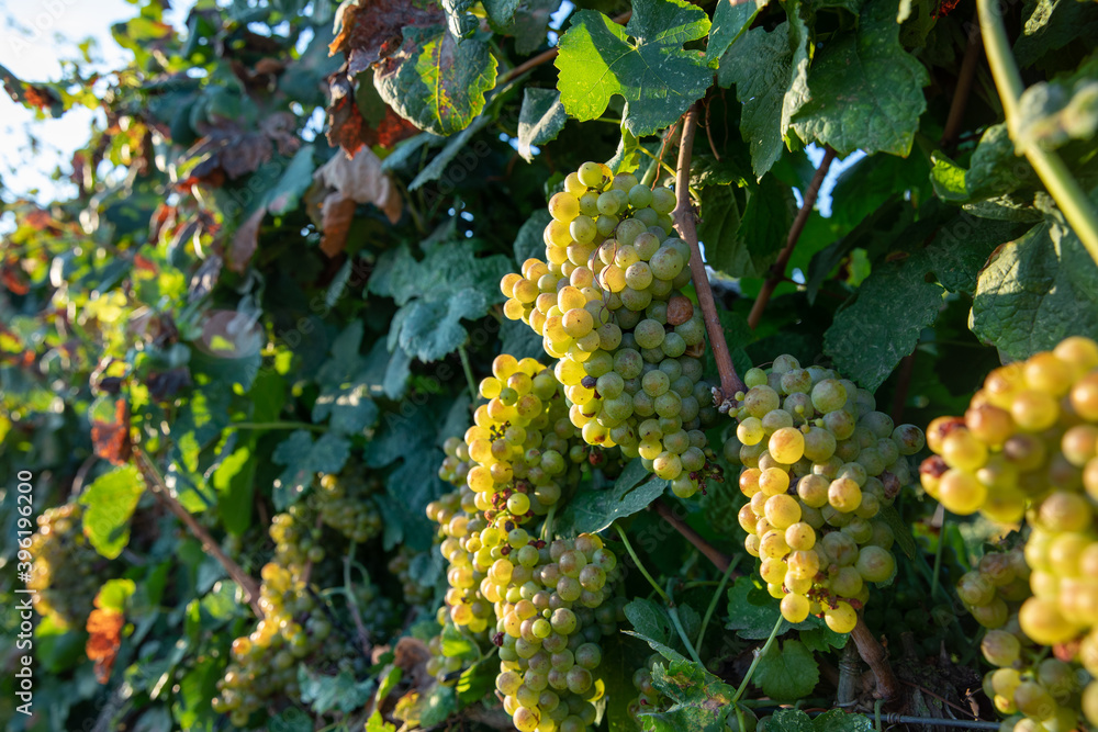 Bunch of Ripe Vineyard Grapes. Grapes Wineries.