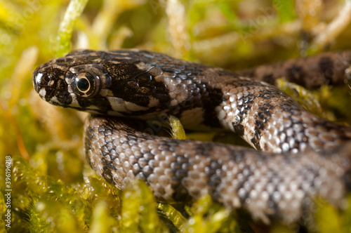 Viperine water snake (Natrix maura) juvenile, Liguria, Italy.