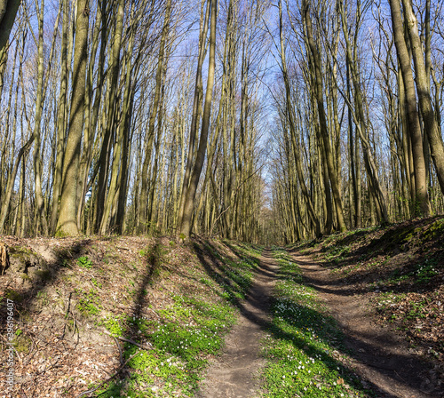 Forest trail. A road in the woods. A forest alley. Old beautiful trees.