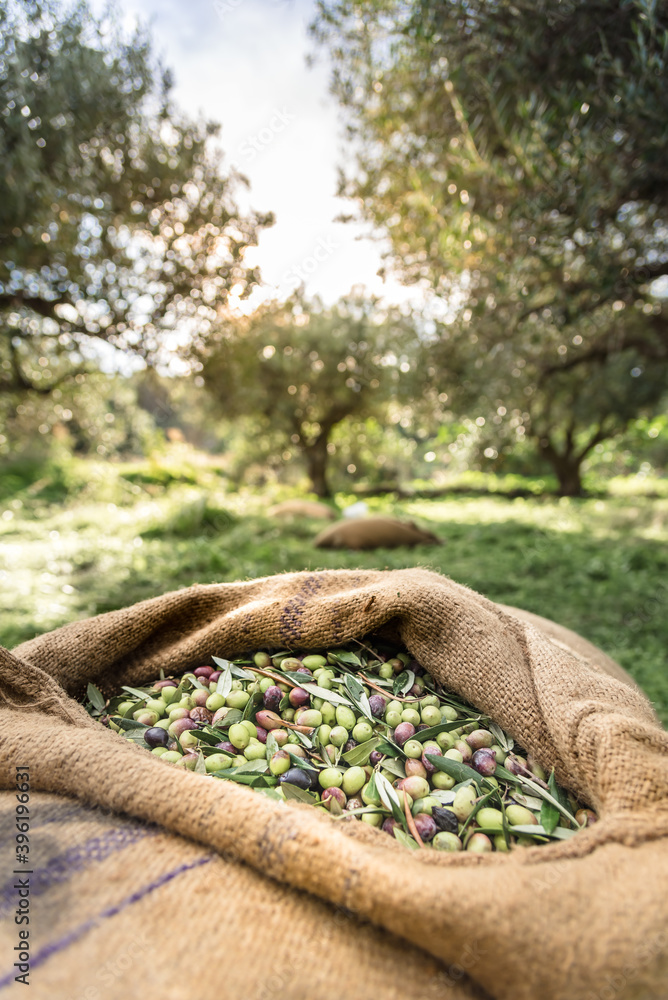 Harvested fresh olives in sacks in a field in Crete, Greece for olive oil production, using green nets.