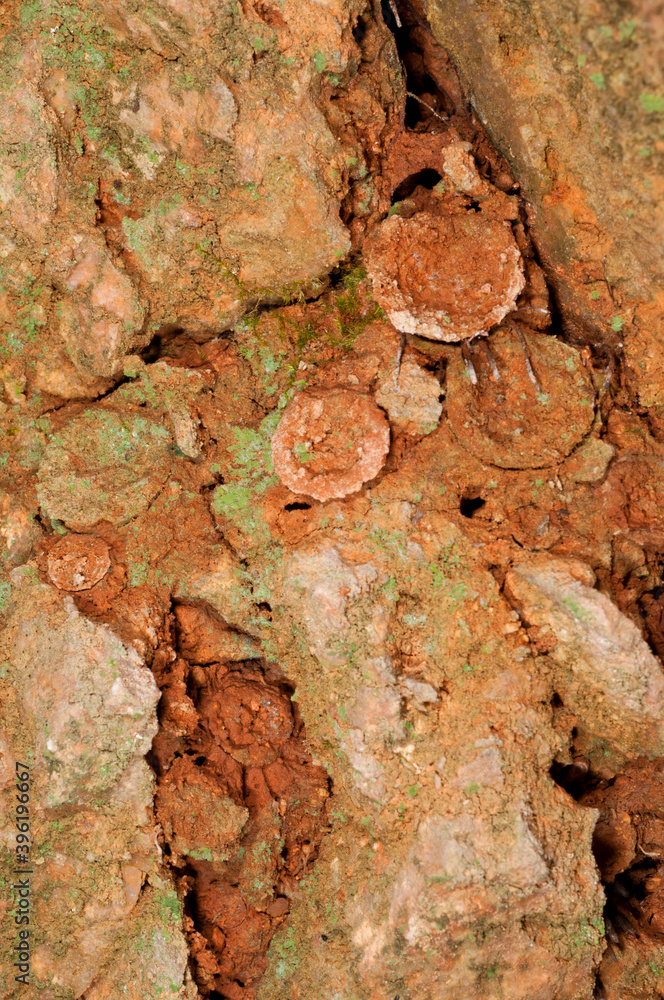 Trapdoors of trapdoor spiders, italy. Trapdoors of trapdoor spiders, italy.