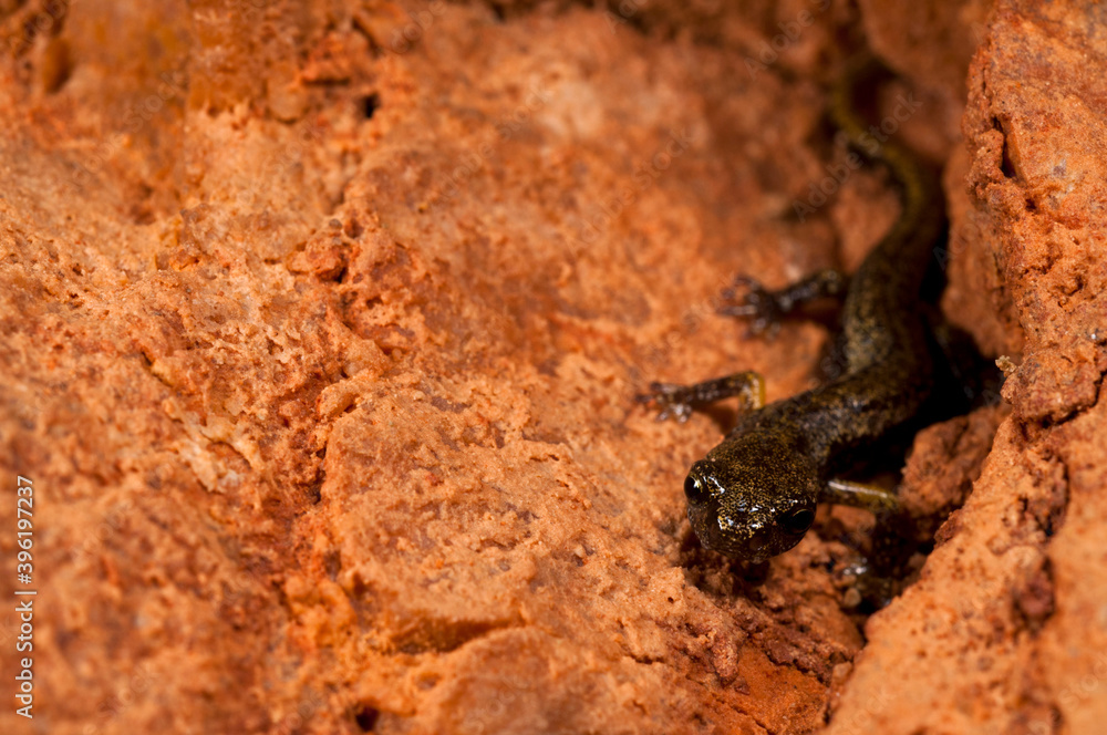 Cave salamander (Hydromantes strinatii) in a cave, Italy. Cave salamander (Hydromantes strinatii) in a cave, Italy.
