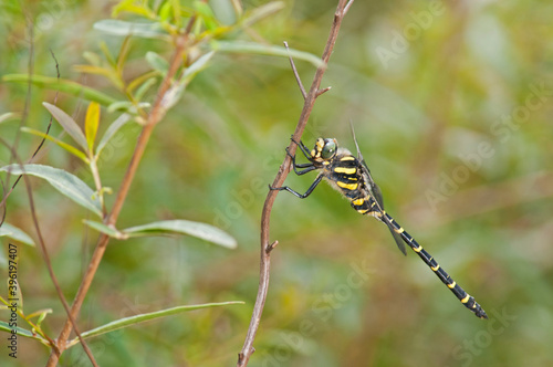 Dragonfly