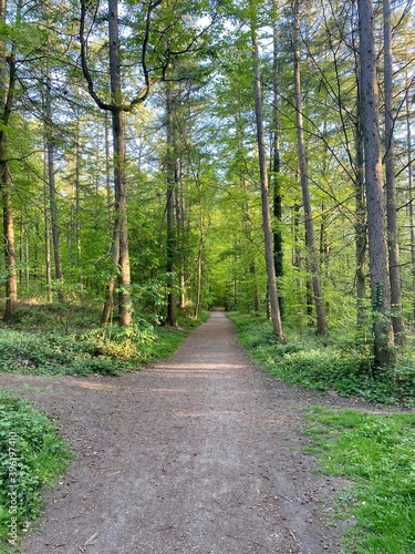 Paysage de la Forêt de Soignes, Bruxelles, Belgique