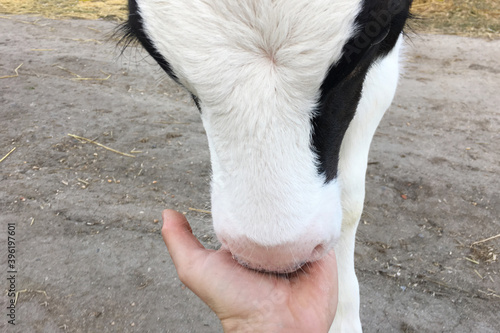 a calf with big eyes eats from the farmer's hands