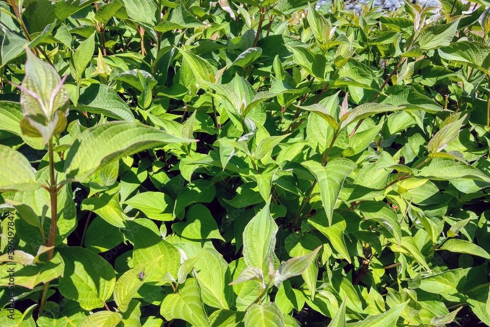 View of green bushes on a clear sunny summer day, nature background. View of green bushes on a clear sunny summer day, nature background.