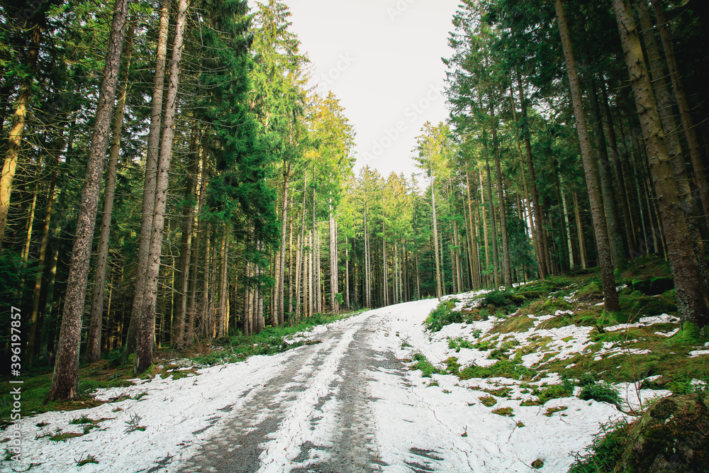 Obraz premium path in the forest