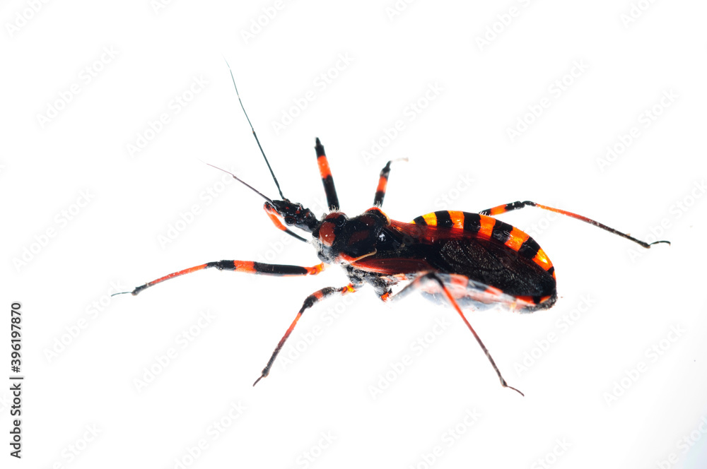 Assassin and thread-legged bug (Rhynocoris iracundus).