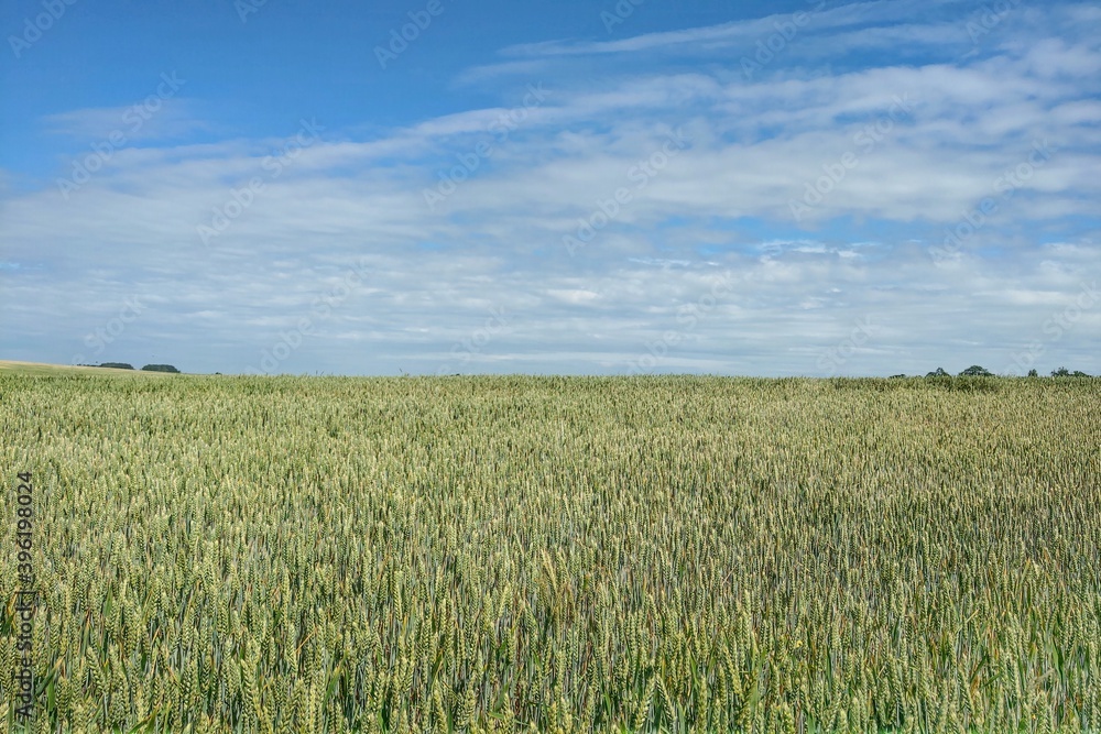 Field of green wheat and blue sky. Nature background.
