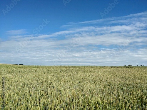 Landscape - agricultural field with young ears of wheat  green plants and beautiful sky.