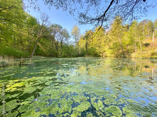 Etang et vallon du Vuylbeek, Forêt de Soignes, Bruxelles, Belgique