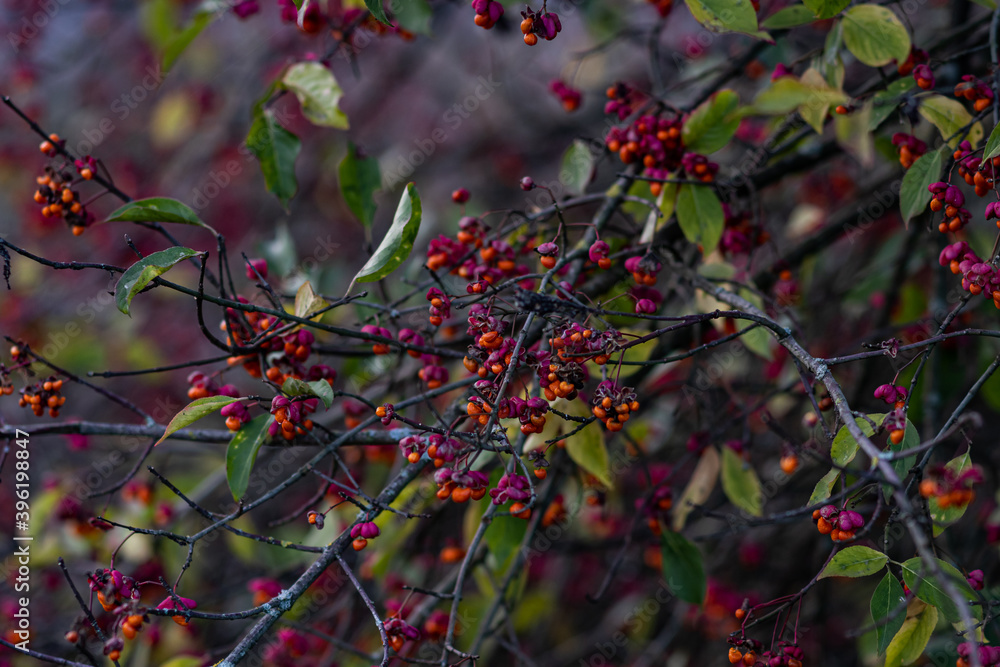 Obraz premium red berries on a tree
