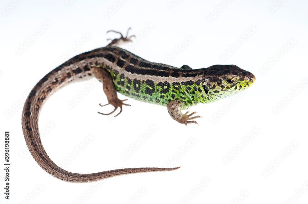 Sand lizard (Lacerta agilis) male on white background, italian alps, Italy. Sand lizard (Lacerta agilis) male on white background, italian alps, Italy.