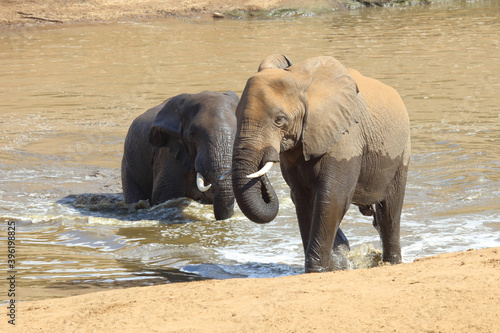 Afrikanischer Elefant am Mphongolo River  African elephant at Mphongolo River   Loxodonta africana