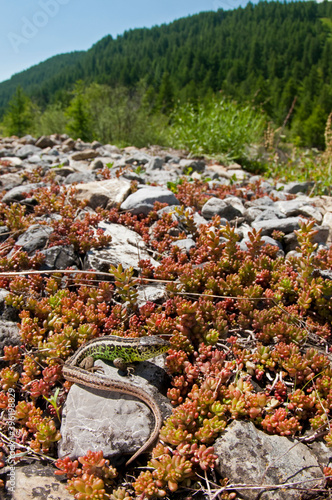 Sand lizard (Lacerta agilis) male in its habitat in the italian alps, Italy. photo