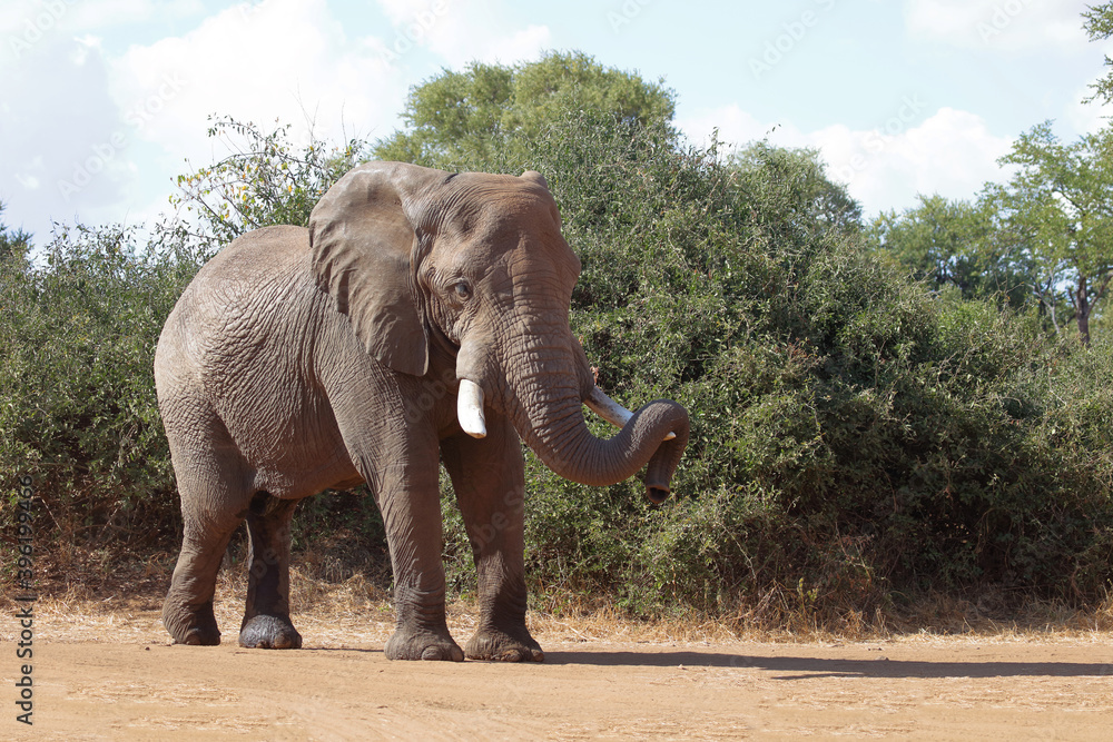 Fototapeta premium Afrikanischer Elefant / African elephant / Loxodonta africana