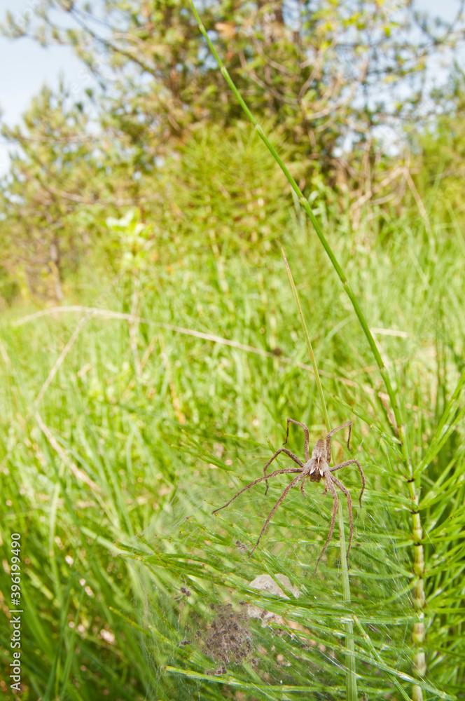 Nursery web spider (Pisaura mirabilis) with juveniles. Nursery web spider (Pisaura mirabilis) with juveniles.